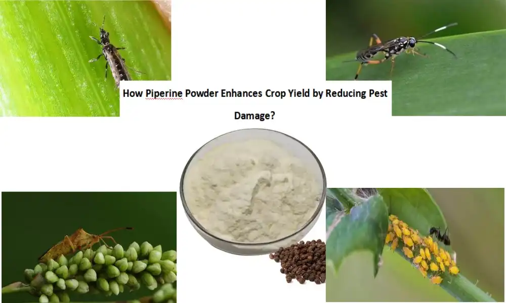 How Piperine Powder Enhances Crop Yield by Reducing Pest Damage?